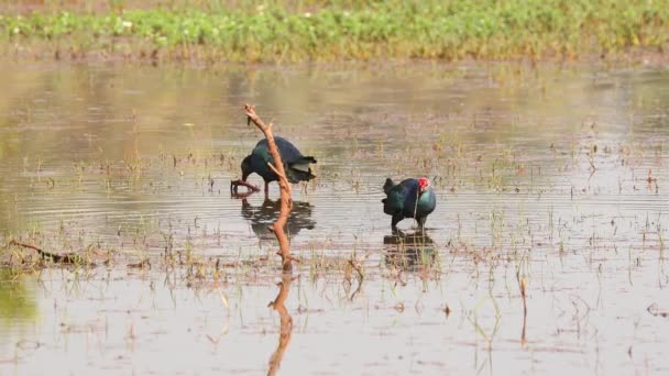 고아, 인도. 회색 머리의 스와미 맨 조류 In Morning Looking for Food In Swamp, Pond. 포르피리오 폴리오 케 루스 — 비디오