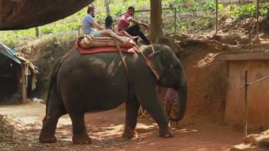 Goa, Hindistan - 14 Şubat 2020: Turistler bir Hint filinin sırtında seyahat ediyorlar.
