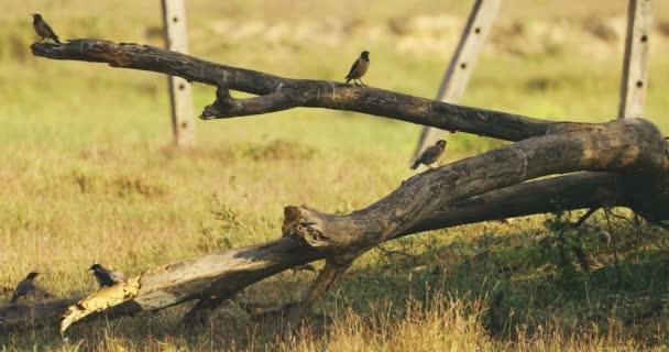 Goa, Indie. Mnoho obyčejných Myna Birds sedí na padlých stromech kufru. Indian Myna Or Acridotheres Tristis In Natural Habitat — Stock video