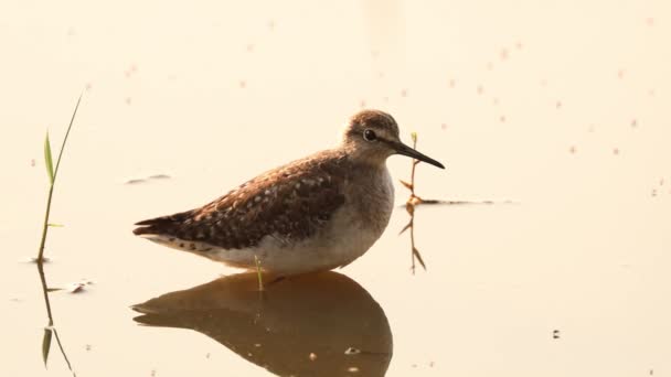 Goa, Índia. Sandpiper comum andando na costa da lagoa — Vídeo de Stock