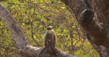 Kanica, Goa, Hindistan. Ağacın dalında oturan gri Langur Maymunu