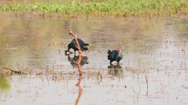 Goa, Indien. Graukopf-Sumpfvögel am Morgen auf Nahrungssuche im Sumpf, Teich. Porphyrio Poliocephalus — Stockvideo