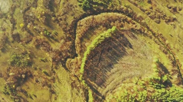 Aerial View Green Forest Deforestation Area Landscape. Top View Of Fallen Woods Trunks And Growing Forest. European Nature From High Attitude In Summer Season. Drone View. Birds Eye View — Stock Video