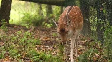 Beyaz Rusya. Fallow Geyik ya da Dama Dama Hayvanat Bahçesi Kafesinde Çimdikler.