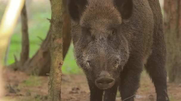 Wild Boar Or Sus Scrofa, también conocido como el cerdo salvaje, Eurasian Wild Pig olfatea aire en el bosque de otoño. El jabalí es un nativo suid de gran parte de Eurasia. — Vídeos de Stock