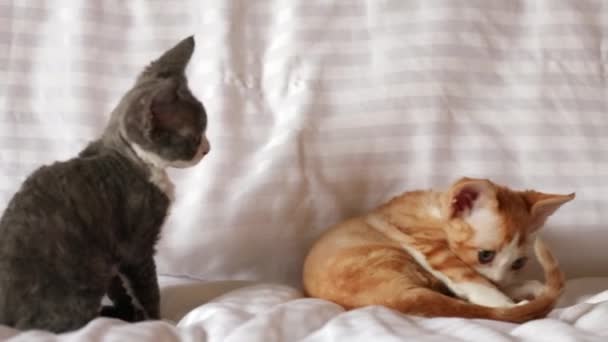 Rolig nyfiken ung röd ingefära och grå Devon Rex kattunge spelar tillsammans hemma soffa. Korthårig katt av engelska rasen — Stockvideo