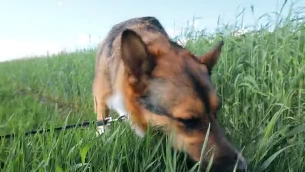 Dog is gras aan het eten. De redenen voor het eten van gras kan zijn: Replenishment van vitamine tekorten in het dieet, problemen met de maag en de spijsvertering, Reiniging van de maag van wol — Stockvideo