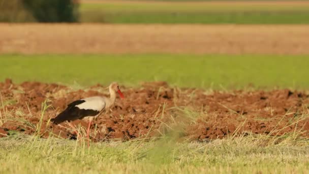 Cigogne blanche - Ciconia Ciconia walking In Summer Field Meadow. Biélorussie, nature biélorusse. 4K — Video