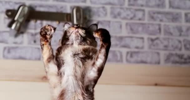 Maine Coon Kitten Gato brincando com penas de brinquedo em casa. Gato de casulo, Maine Cat, Maine Shag — Vídeo de Stock