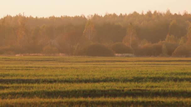 4K Schöne herbstliche Feldlandschaft Zeitraffer-Zeitraffer. Sonniger Sonnenuntergang. 4K Ruhige Landschaft Wiesenfeld. Ländliche Landschaft Lizenzfreies Stock-Filmmaterial