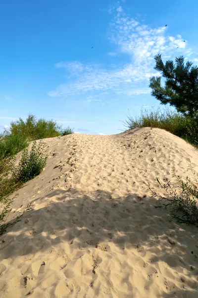 Sanddynerna i Litauen — Stockfoto