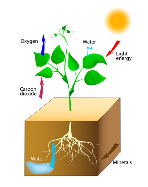 Schematic of photosynthesis in plants