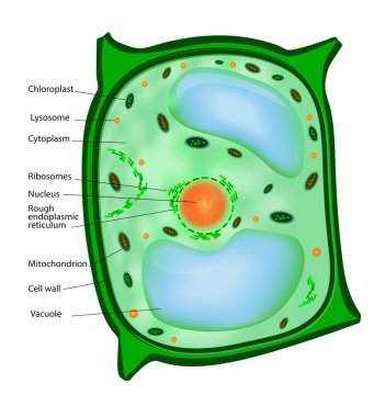 Plant cell clipart