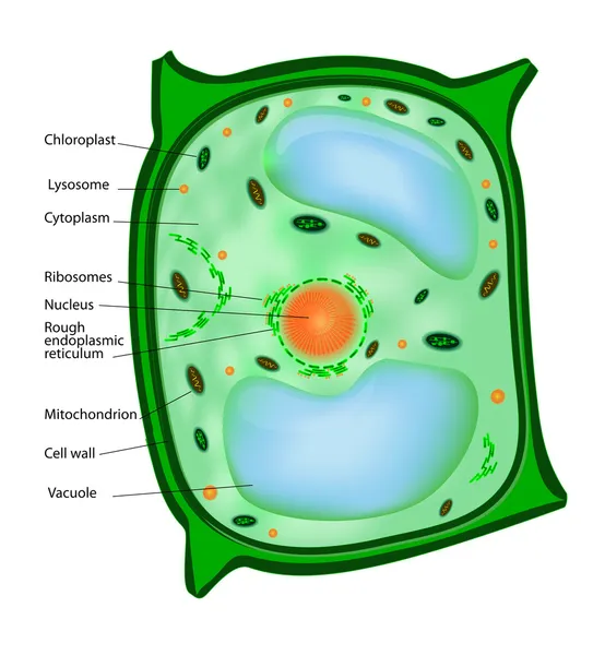Pflanzenzelle — Stockvektor