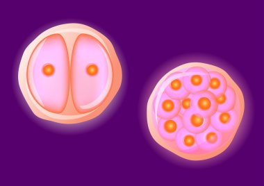 Human egg cell. Vector clipart