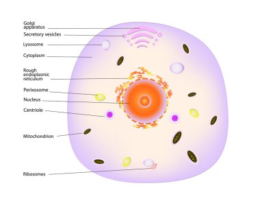 Animal cell clipart