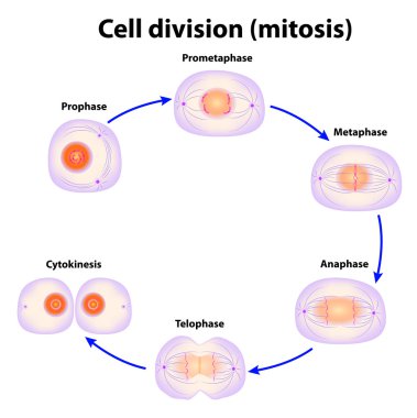 Cell division. Mitosis clipart