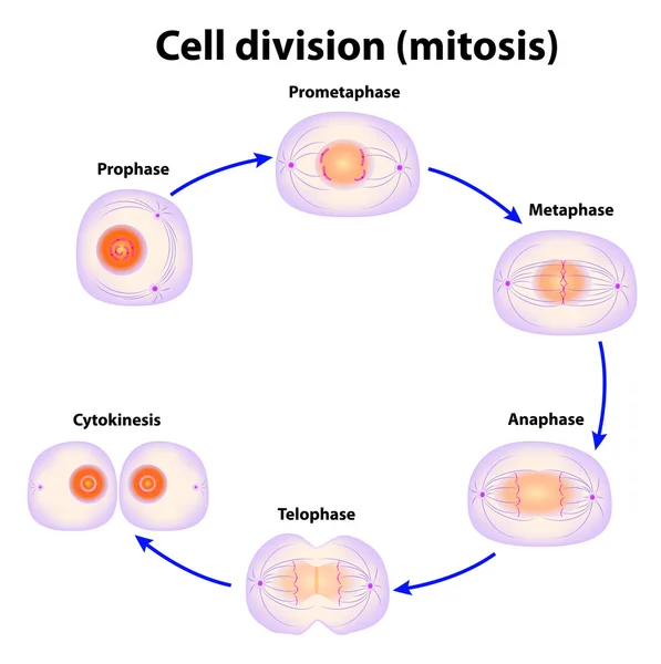 División celular. Mitosis — Archivo Imágenes Vectoriales