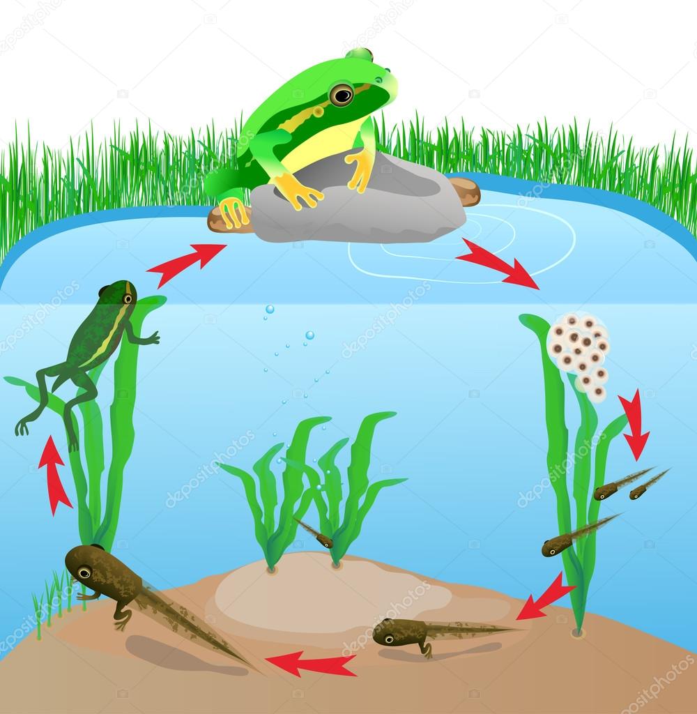 Cycle De Vie De La Rainette Aux Yeux Rouges Cycle De Vie De La Rainette Aux Yeux Rouges