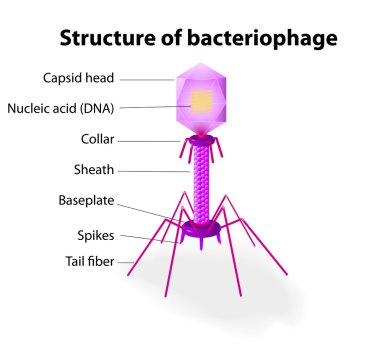 Structure of virus Bacteriophage clipart