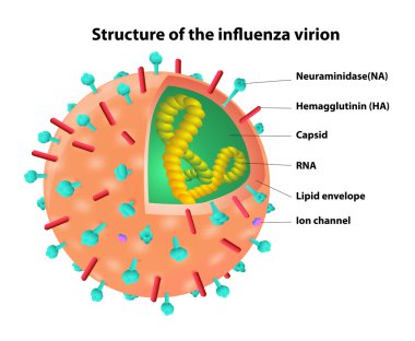 grip virion yapısı. virüs. vektör