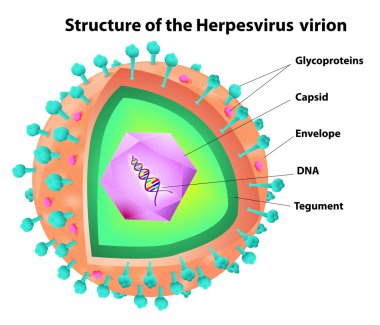 herpes virüsü yapısı