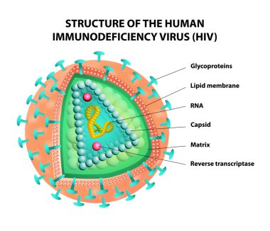HIV virüsü diyagramı. vektör