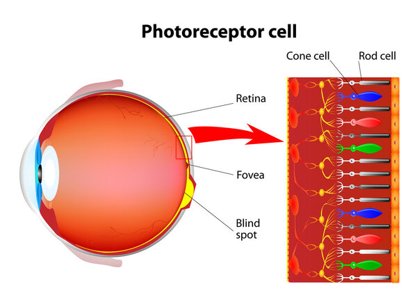 Photoreceptor cells in the retina of the eye