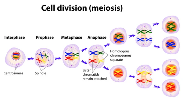 Diagrama vectorial de las fases de meiosis — Vector de stock