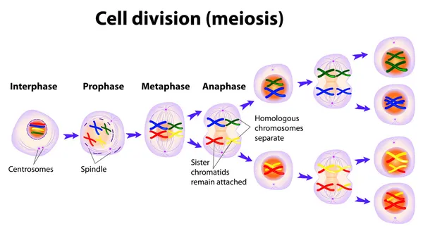 Vektordiagramm der Meiosephasen — Stockvektor