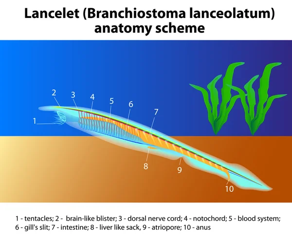Branchiostoma lanceolatum anatomy scheme — Stock Vector