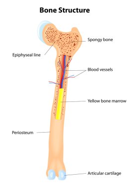 Bone Structure. Vector scheme clipart