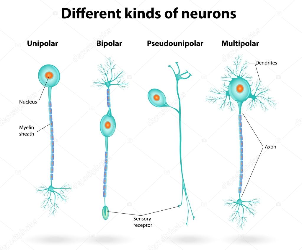 Different kinds of neurons
