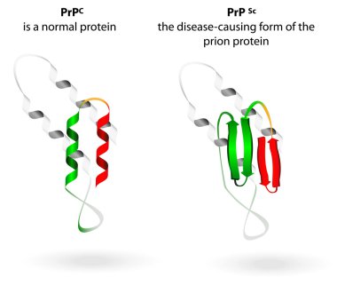 normal protein ve prion hastalıkları. vektör düzeni