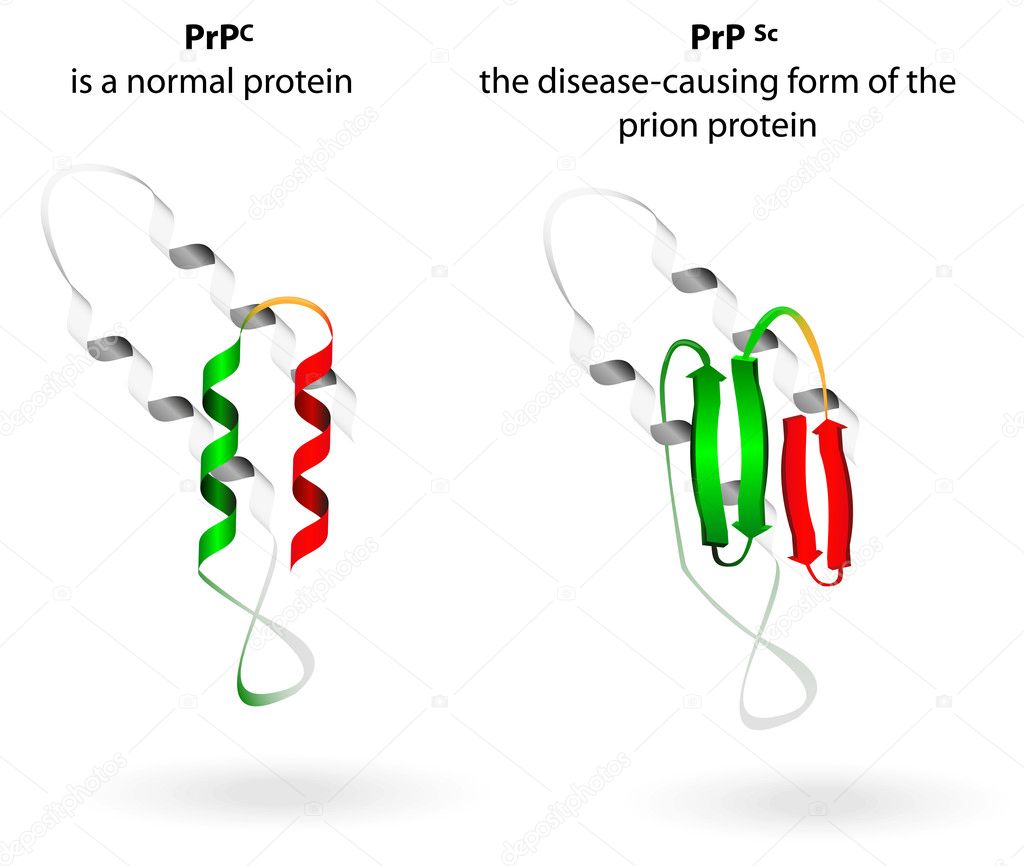 Normal protein and prion diseases. Vector scheme