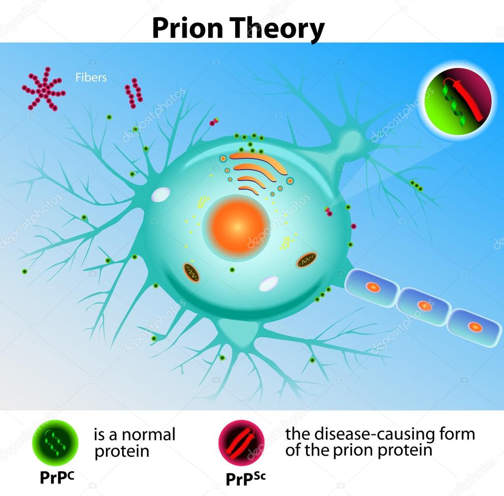 Prion Theory. Mad Cow Disease