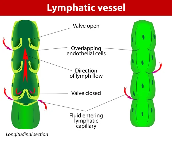Lymphgefäße — Stockvektor