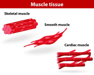 Types of muscle tissue clipart
