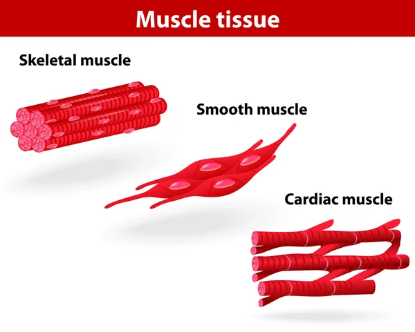 Types de tissus musculaires — Image vectorielle