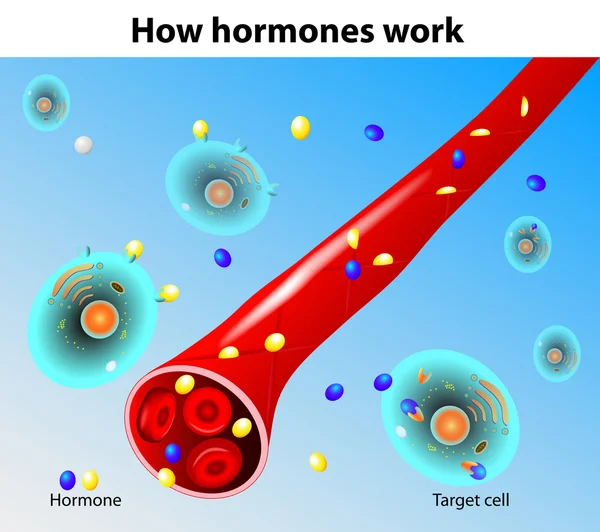 Hormonlar çalışır. vektör — Stok Vektör