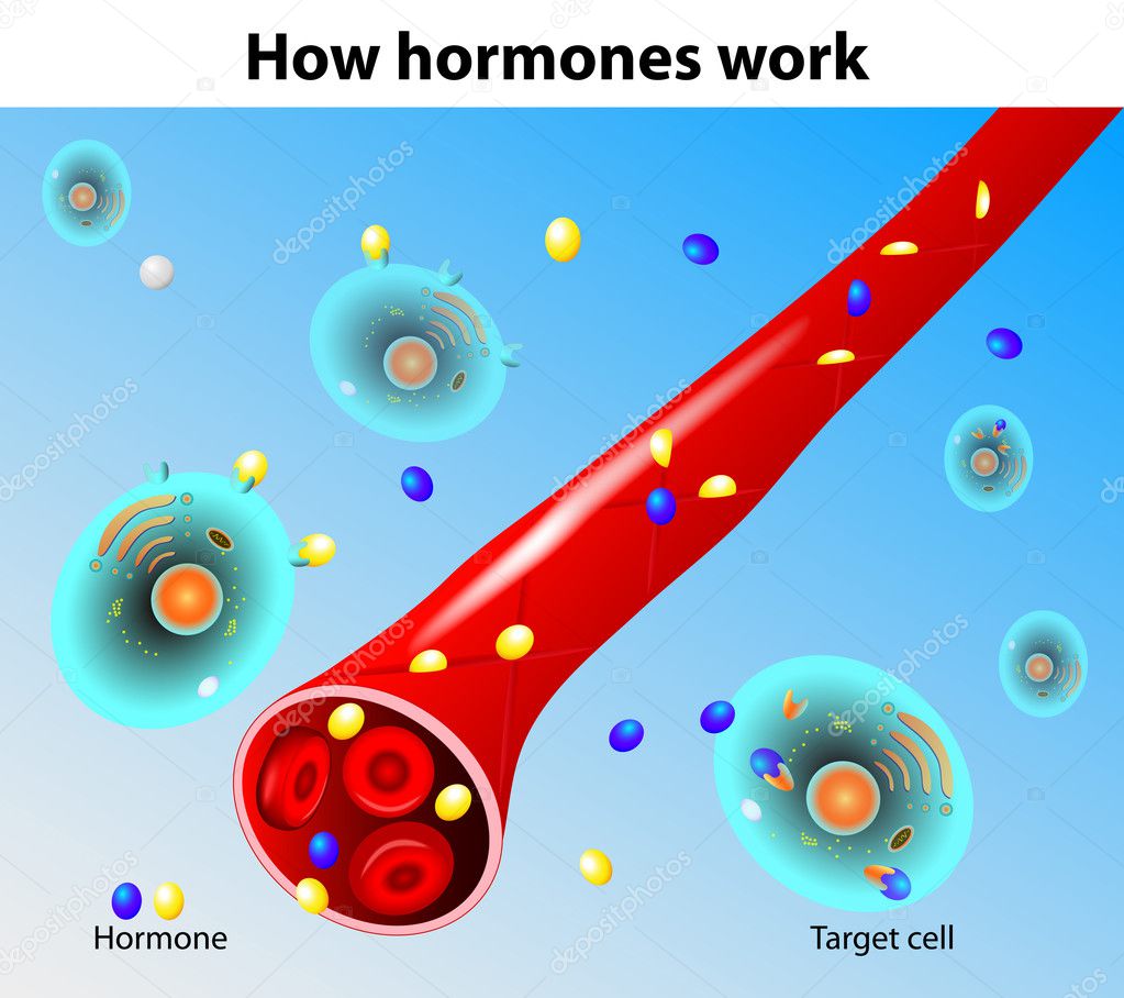 Hormones work. Vector