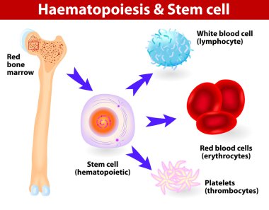 Stem cells & Hematopoiesis clipart