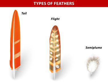 Types of Bird Feathers clipart