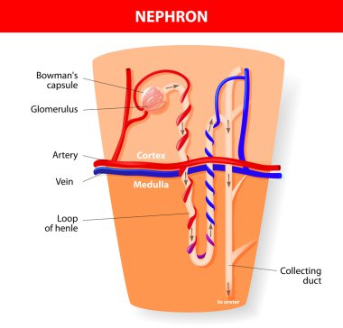 nefron yapısı