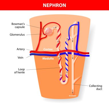 Nephron Structure clipart