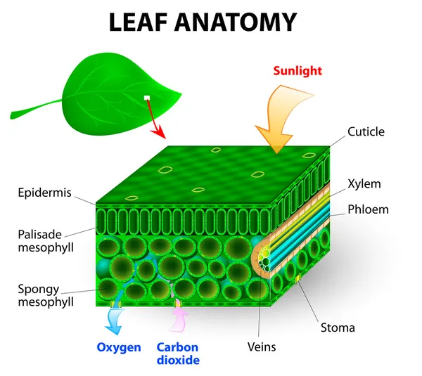 Anatomia delle foglie — Vettoriale Stock