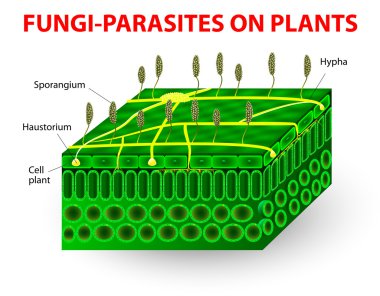 Fungi-parasites on plants clipart