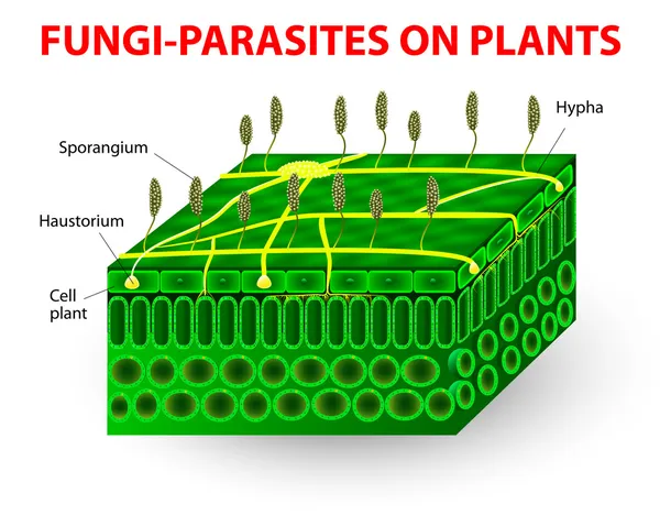 Hongos-parásitos en las plantas — Vector de stock