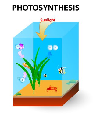 process of photosynthesis in algae clipart
