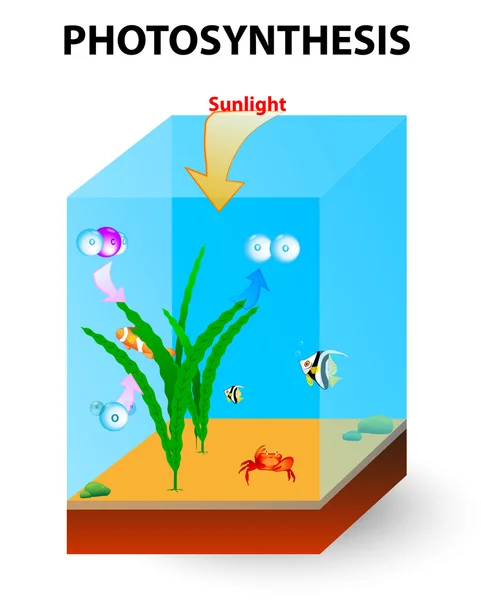 Proceso de fotosíntesis en algas — Vector de stock